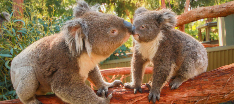 Ballarat Wildlife Park Tickets IncrnwOy