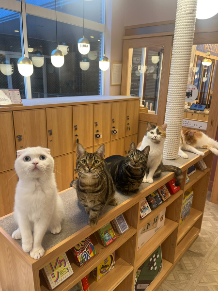 Cat Cafe MOCHA Tenjin Daimyo GXgmF0gz