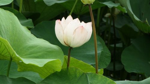 Shanghai Greenhouse Garden MtyWEC8P