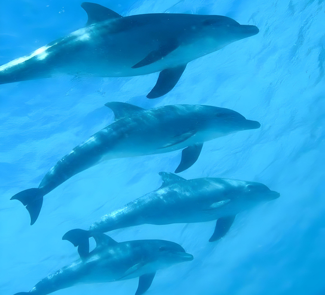 Zanzibar: Mnemba Island Dolphin Swim & Snorkel, opt lunch 1B8ZTOBQ