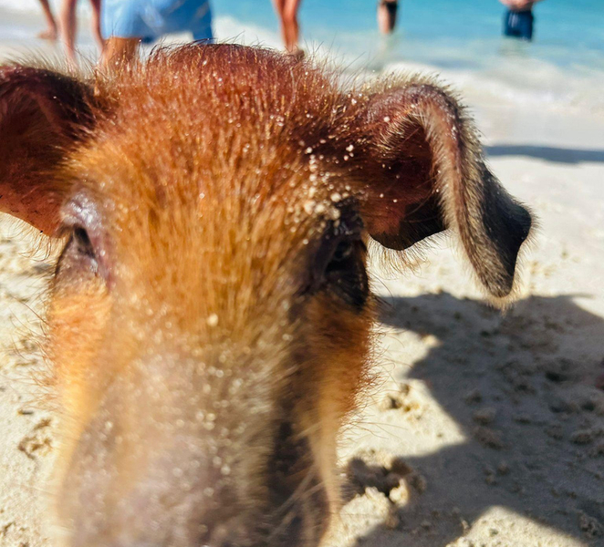 Nassau: 3 Islands Tour, Snorkel, Pig Beach, Turtles & Lunch aRhw4VSS