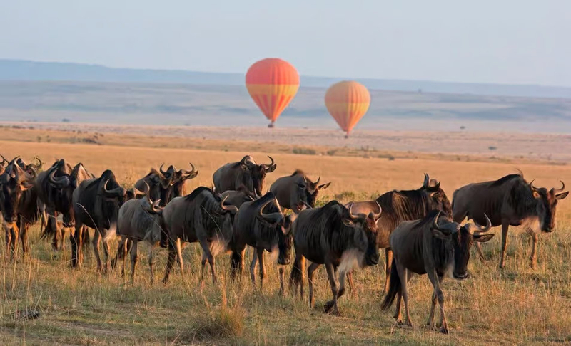 From Nairobi: 3 Days Maasai Mara Group Safari in 4WD Jeep K1LvPrKB