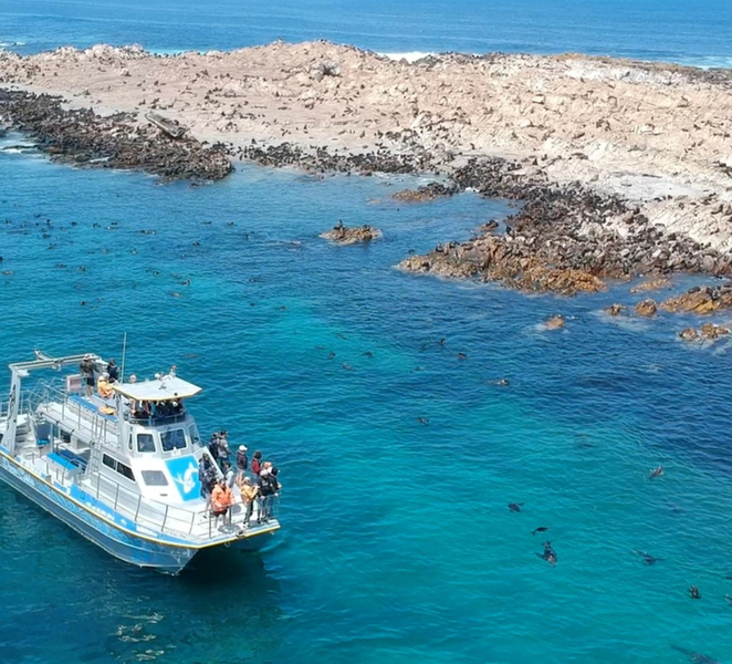 Gansbaai: Marine Big 5 Boat tour n1y094cx