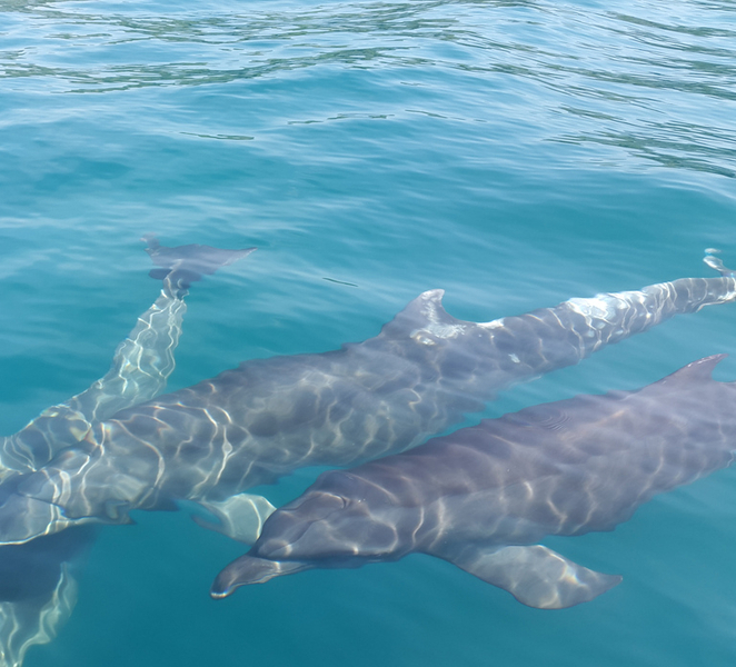Uvita: Whale & Dolphin Watching Boat Trip w/ Drinks & Snacks CGBYL8QK