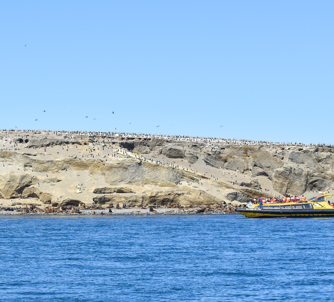 Punta Arenas: Walk with Penguins on Magdalena & Marta Island RYyCkYC3