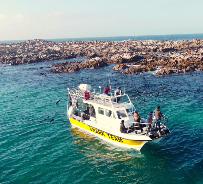 From Hermanus or Cape Town: Shark Cage Diving Experience O5Ldhu7P
