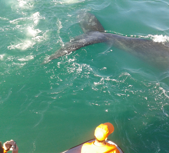 Hermanus: Boat Based Whale Watching Experience epgFoJFl