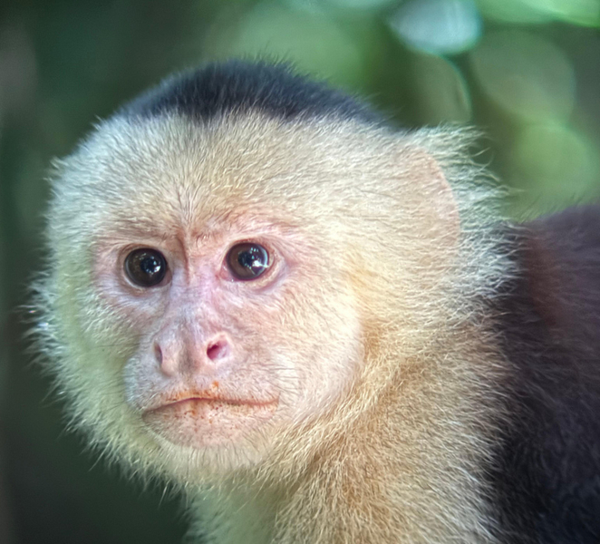 Manuel Antonio National Park: Guided Tour with ENTRANCE FEE INCLUDED PD7zrew1