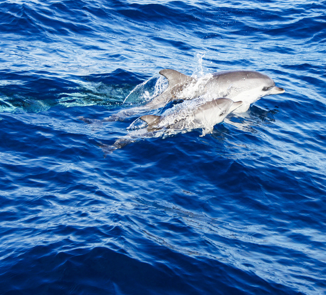 Puerto del Carmen: Dolphin-Watching Speedboat Tour with Swim dwjSXIYg