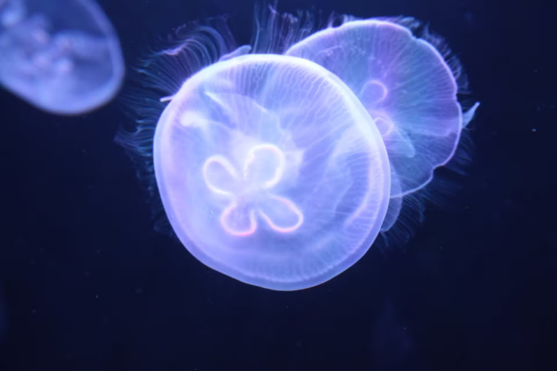 Sumida Aquarium k2iqXEDx