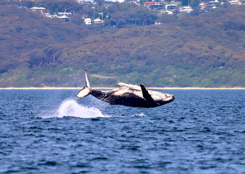 Newcastle Whale Watching Cruise aboard CoastXP RSOkHqir