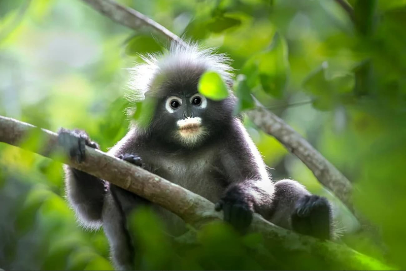 Langkawi Rainforest After Dark mboQnm84