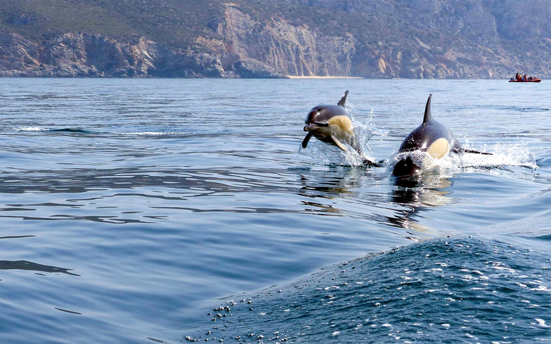 Dolphin Watch - Guided Tour HqhM0xDv