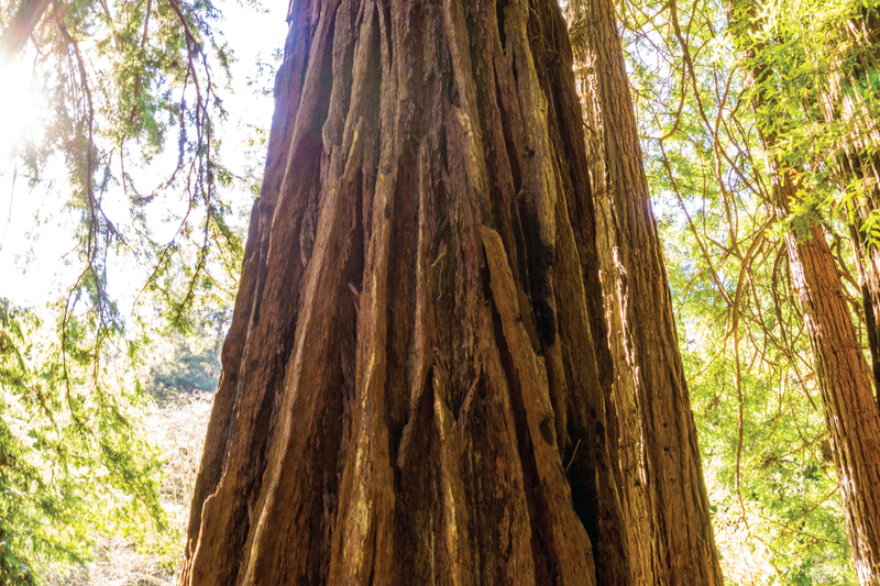 Muir Woods & Sausalito Half-Day Tour 7jjct9zg