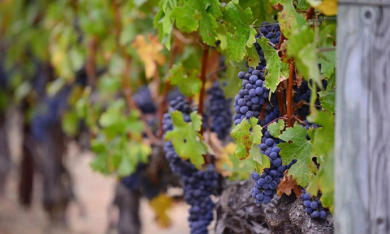 La Rioja and its Wineries wKyVjcmV