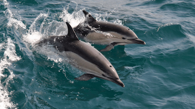 Gibraltar Sightseeing Full Day Tour with Dolphin-Watch direct from Malaga wCWoAyRa