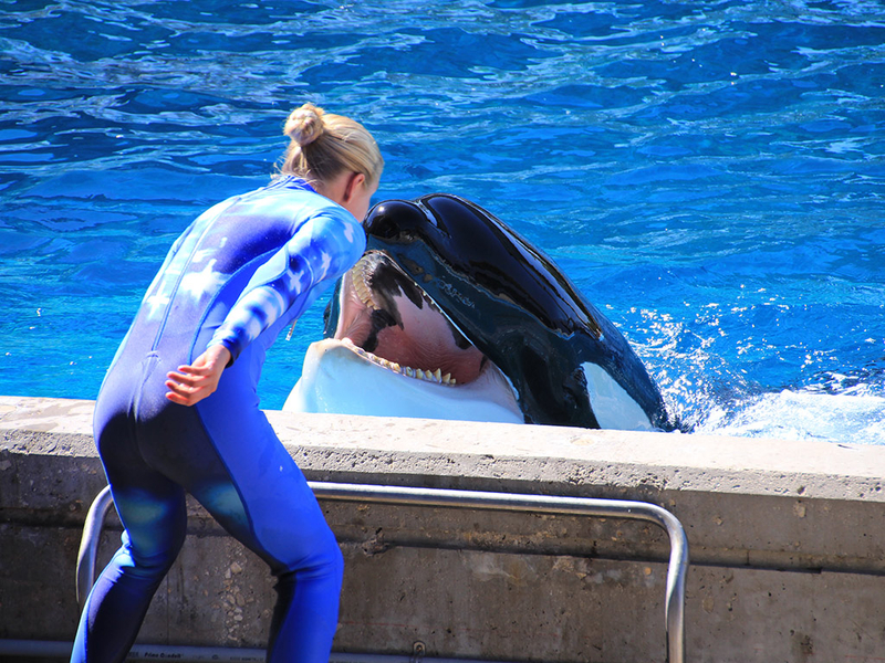SeaWorld Admission Ticket in San Antonio F35S8nsF
