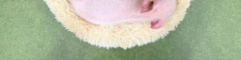 [Micro Pig Interaction Experience Butagoya] 30-Minute Experience n042e8sF