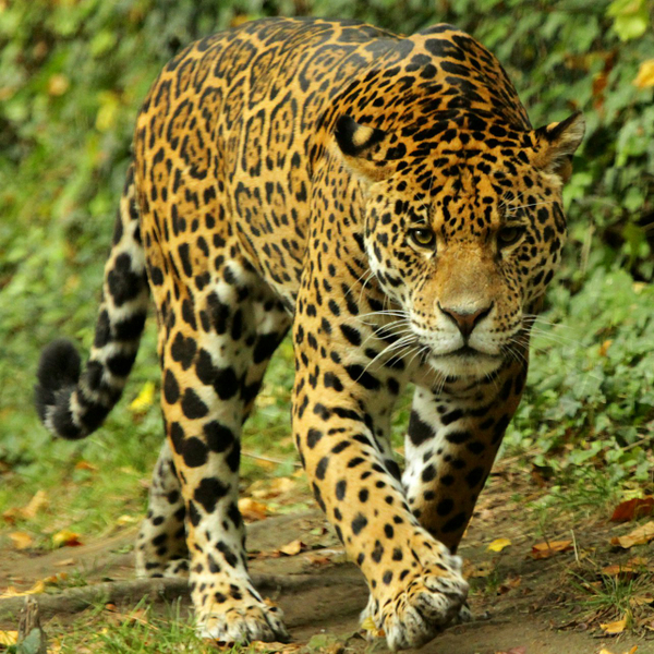 ZooParc de Beauval Ticket BSNCnNA4