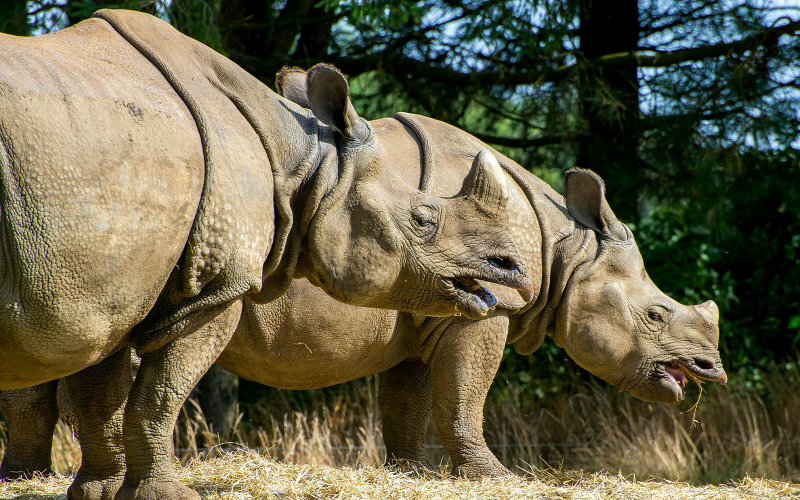 Whipsnade Zoo Entrance Tickets EQEbOtVU