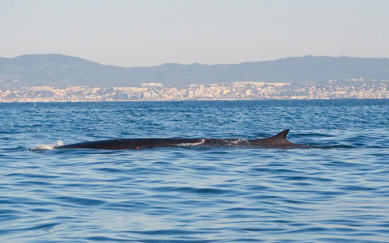 Lisbon Dolphin Watching Cruise Bt3ONgT3