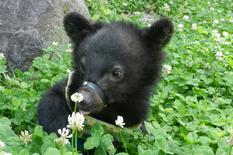 Gifu Okuhida Bears Park Ticket 0H8dpjVy