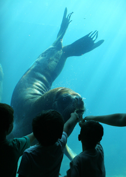 Seaquarium Le Grau-du-Roi Ticket K6wfb0SH