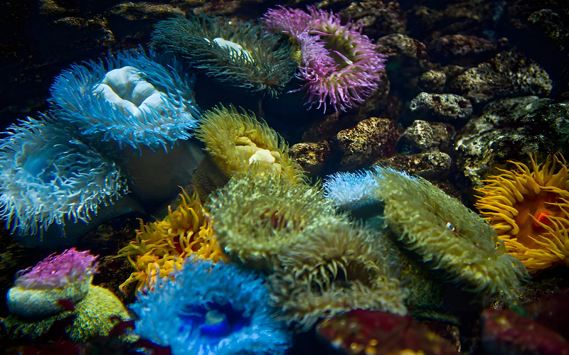 Oceanário de Lisboa Tickets yAz6JhSD