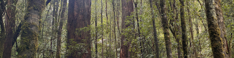 Mt Field National Park, Bonorong Wildlife & Mt. Wellington summit OP4Xcm8i