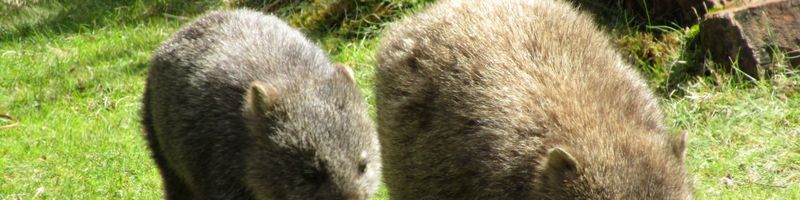 Cradle Mountain World Heritage Adventure Tour from Launceston u89kpIpk