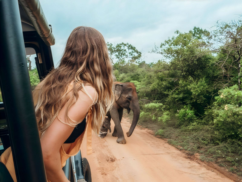 Udawalawe Safari: Private, Shared & Elephant Transit Home Tours Krvav5Yc