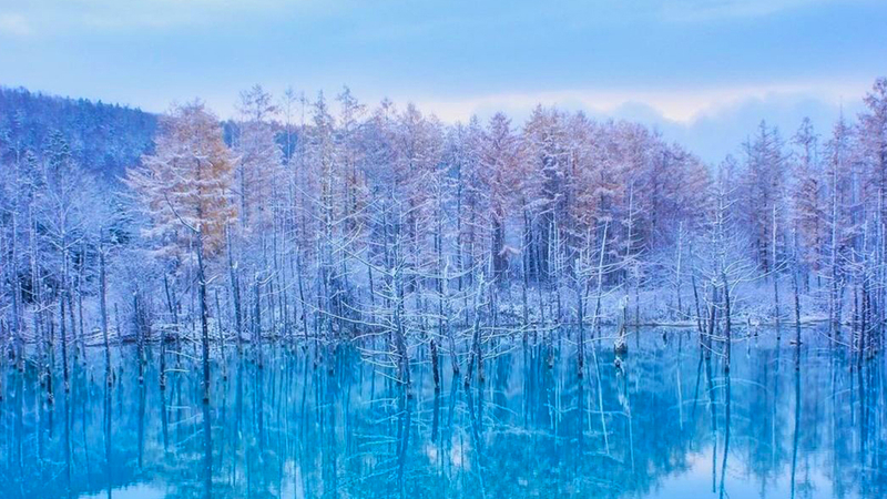【Winter Fairy Terrace Illumination】Shikisai no Oka & Shirogane Blue Pond & Biei Christmas Tree Day Trip | Departing from Sapporo WbDWQsHr