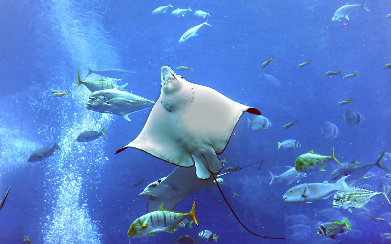 Dubai Aquarium & Underwater Zoo with Penguin Cove Tickets bPX49Fzi