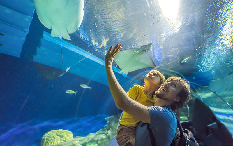 Dubai Aquarium & Underwater Zoo with Ultimate Experience Gold Pass WbMBKmMR