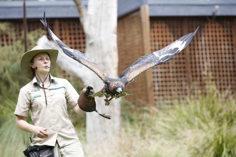 Healesville Sanctuary Ticket v8vixkPu