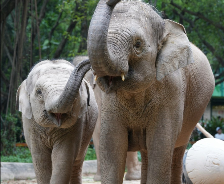 Guangzhou Chimelong Safari Park Day Trip | Private Car Pick-up and Drop-off + Safari Park Tickets HPIdTd7s