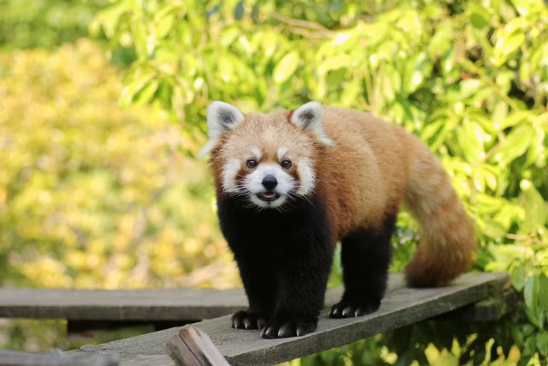 Ishikawa Zoo Ticket Ksh3wvBv