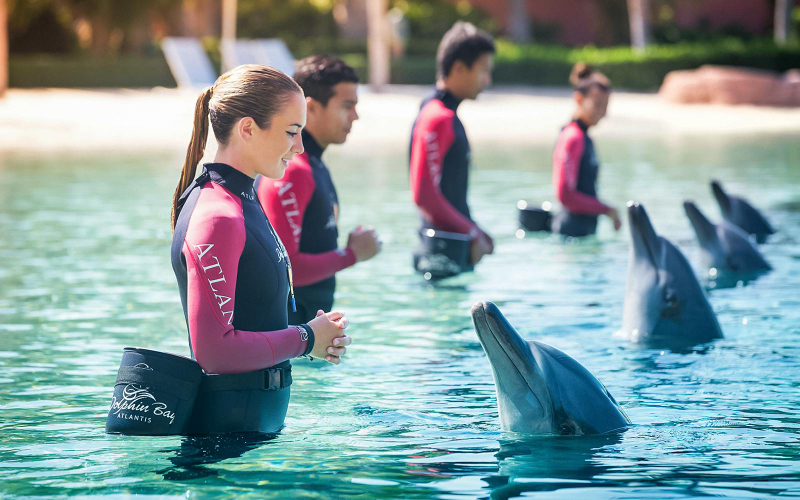 Aquaventure Waterpark Tickets with Dolphin Experiences t8ob78Jw
