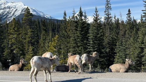 Lake Louise, Moraine Lake ,Emerald Lake & Banff Town/Gondola Day Tours dnrWZlLU