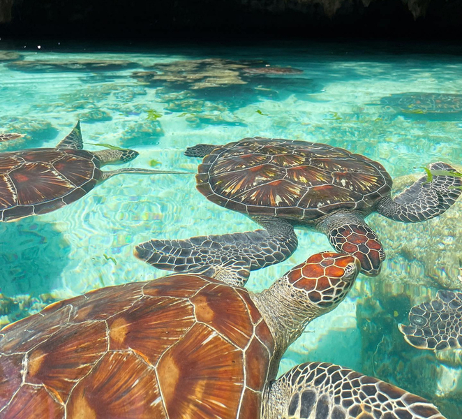 Zanzibar: Sea Turtle Swim at Salam Cave in Kizimkazi Village OPyOt3Bv