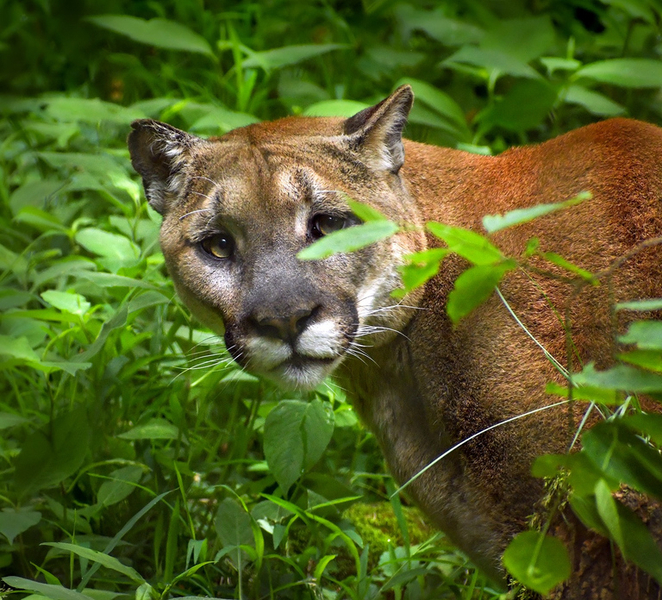 Nashville Zoo: Any-Day Admission Ticket alDesk4Z