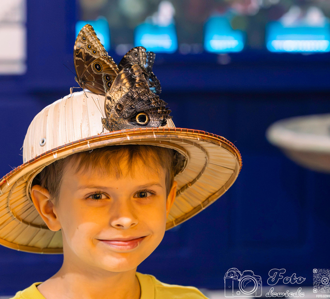 Cracow: 4 Mazes and Living Butterfly Museum Entry Ticket LWe1Agwy