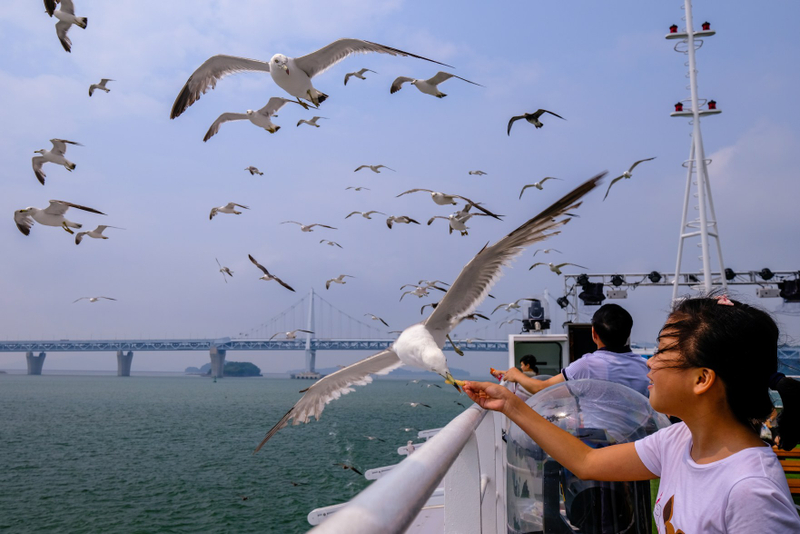 Incheon Wolmido Sightseeing Cruise with Live Shows & Seagull Feeding zhIQvpLr
