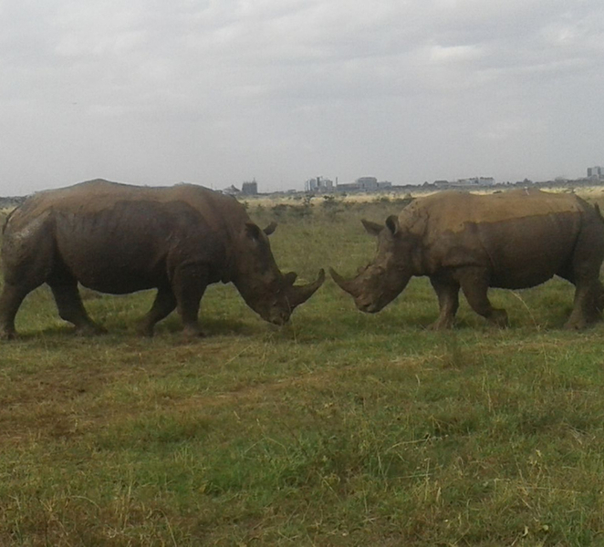 From Nairobi: 3 days Masai Mara National Reserve Safari jQ4t1DrN