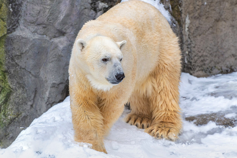 Hokkaido Winter Hot Spots | Asahiyama Zoo, Shirohige Waterfall, Shirogane Blue Pond, Biei Christmas Tree One-Day Tour (Departing from Sapporo) pmx3el8Z
