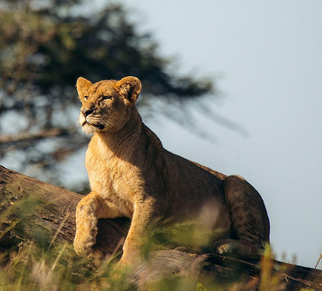 7 Days Comfortable Tanzania Safari 612XyuWJ