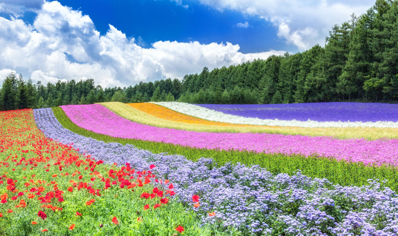 Hokkaido Seasonal Limited: Asahiyama Zoo / Furano Flower Viewing Day Trip 16XVt5jn