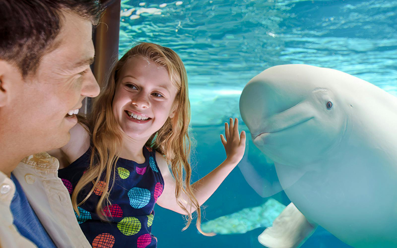 SeaWorld Orlando Annual Passes lDXlH0HX