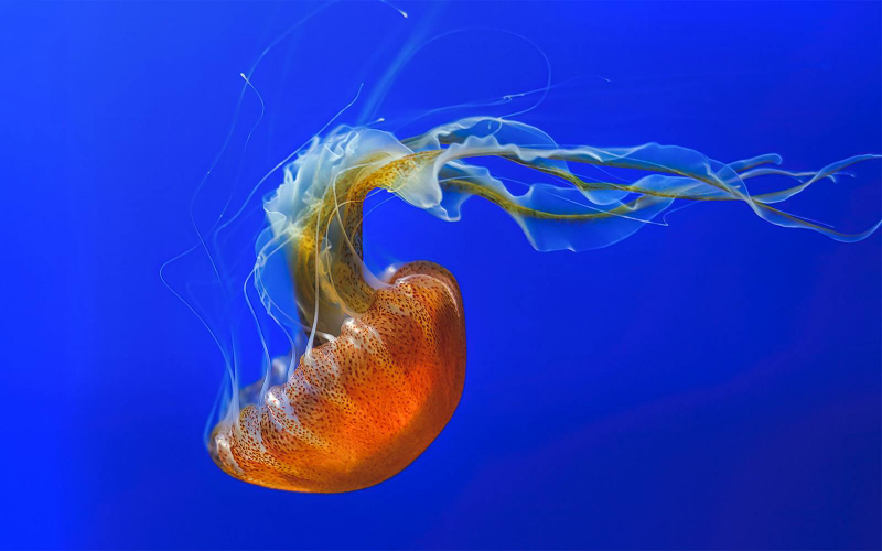 Aquarium of the Pacific Skip-the-Line Tickets euybFnQc