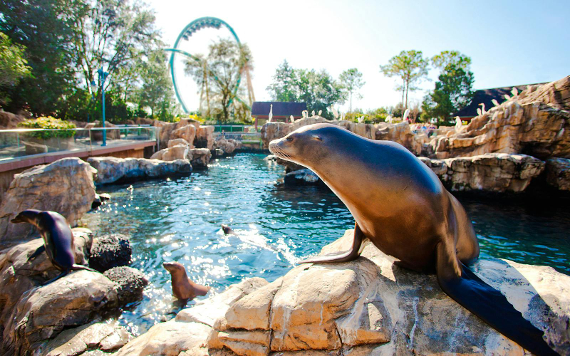 Aquatica Orlando 3-Park Tickets mGZCqj5w